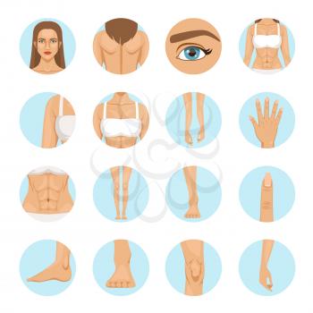 Woman body parts. Human anatomy vector illustration isolate on white. Set of woman part body leg and hand, knee and shoulder