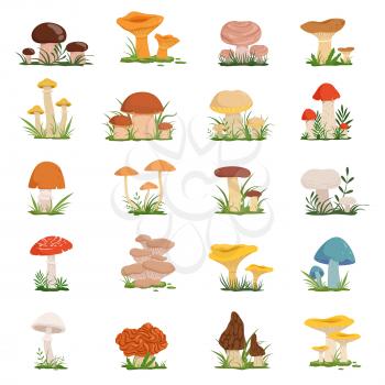 Different mushrooms on green grass. Vector set of mushroom in cartoon style illustration