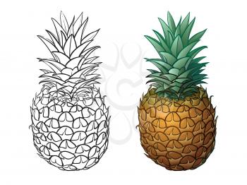 Hand drawn pineapple plus color. Vector illustrations on white background. Sketch pineapple monochrome and colored