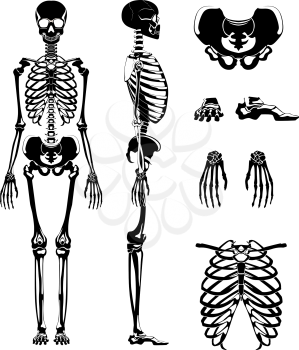 Vector silhouette of human skeleton. Anatomy pictures. Different bones skeleton anatomy, human skull illustration