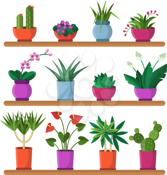 Plants in pots on the shelves. Green plant and cactus. Vector flowerpot and houseplant illustration