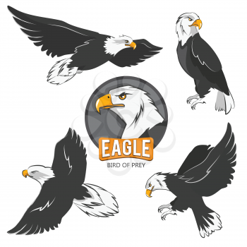 Collection of cartoon eagles. Flying birds isolate on white. Eagle animal flying, american predatory bird. Vector illustration