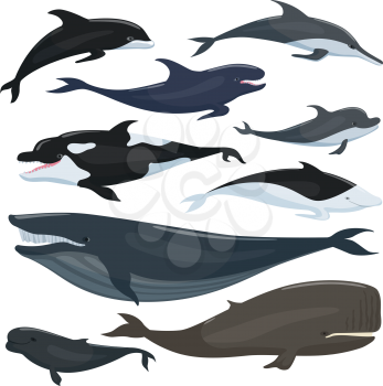 Nautical collection of different underwater big fishes and mammals animals. Underwater fish wildlife, humpback and whale, vector illustration