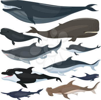 Whales, dolphins sharks and other nautical mammals animals. Mammal whale and humpback, underwater dolphin and shark hammer. Vector illustration