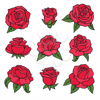 Illustrations of plants. Red roses symbols of love. Wedding flowers isolate on white. Floral flower rose of collection vector
