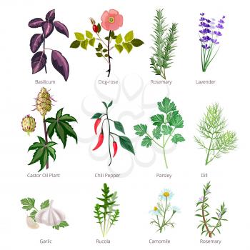 Eating herbs and spices. Healthy organic food and different herbs and flowers valerian rose pharmaceutical vector pictures. Illustration of basilicum and rosemary, lavender and basil