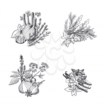 Vector hand drawn herbs and spices piles set illustration isolated on white background