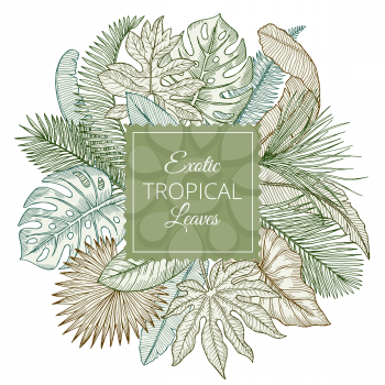Background with different exotic tropical leaves and jungle palms. Hand drawn vector illustrations. Exotic tropical plant palm, floral jungle leaf