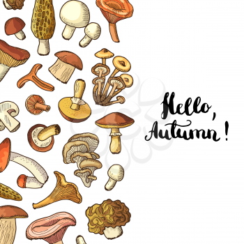 Vector banner, poster hand drawn mushrooms background with place for text illustration