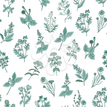 Vector hand drawn medical herbs pattern or background illustration. Green plant herb, medicinal ingredient, grass botany