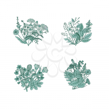 Vector hand drawn medical herbs bouquets set illustration. Herb nature bouquet, botany medicinal flora