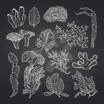 Algae sketch. Vector hand drawn seaweed elements set on black chalkboard background illustration