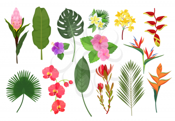 Decorative exotic flowers. Botanical leaf tropical plants bouquet for decoration vector illustration. Leaf and flower garden, tropical natural flora
