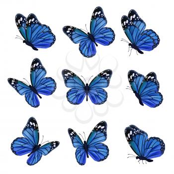 Colored butterflies. Flying beautiful insects wedding butterfly with decorated wings vector. Illustration insect butterfly spring, pattern realistic wings in blue colored