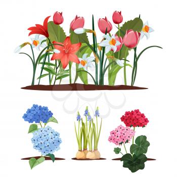 Spring garden flowers. Seedlings, gardening and plants. Isolated beautiful flower beds, blooming vector set. Flower seedling, garden plant illustration