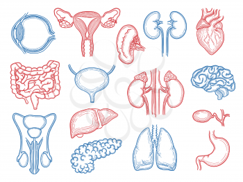 Organs sketch. Human body parts medical anatomy set liver hearts kidney brain stomach vector. Illustration brain sketch, liver and kidney, intestines and spleen