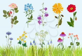 Flowers collection. Botanical wild plants field meadow vector drawing in cartoon style. Blossom flower field, drawing wild botanical floral illustration