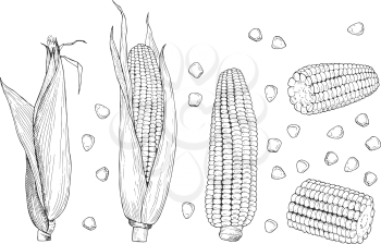 Corn sketch. Sweet botanical plant. Isolated vintage healthy corns, hand drawn cobs and grains. Farming and harvest vector illustration. Plant corncob, farm healthy dieting