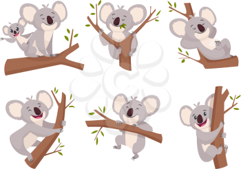 Koala bear. Wildlife cute furry animal from australia zoo characters cartoon shower symbols vector collection. Illustration koala mammal with eucalyptus, wild adorable happy bear