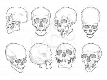Skulls. Human anatomy bones head skull mouth and eyes vector hand drawn illustrations. Anatomy skeleton, head skull human