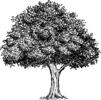 Vector hand drawing drawn illustration of tree.
