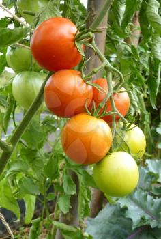 Close up of bunch of red and green tomato fruit on plant on green background.