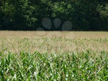 Corn field on dark green forest background.