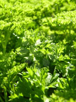 Close up macro of bright green curly leaf parsley leaves in sun light. 