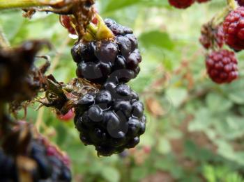 Macro close up of garden black blackberry fruit on green background.