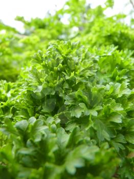 Close up macro of bright green curly leaf parsley leaves. 