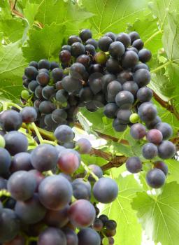 Close up macro of blue bunch cluster of grapes on grape vine plant.