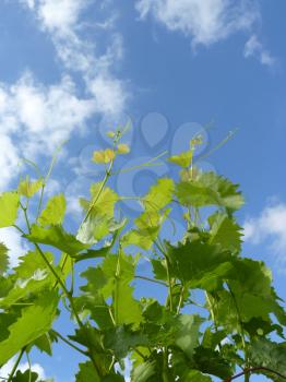 Close up of grape vine branches on blue sky background.