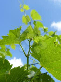 Close up macro of grape vine branch on blue sky background.