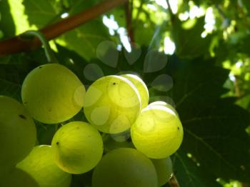 Close up macro of ripe grape cluster hanging on vine plant.