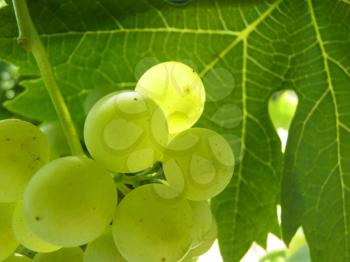 Close up macro of ripe grape cluster hanging on vine plant in vineyard.