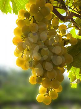 Close up macro of ripe golden grape cluster hanging on vine plant in vineyard.
