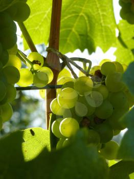 Close up macro of ripe grape cluster hanging on vine plant in vineyard.