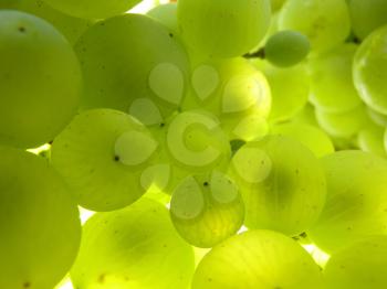 Close up macro of ripe translucent grape cluster hanging on vine plant in vineyard.