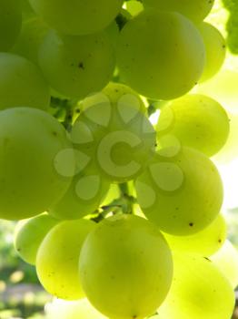 Close up macro of ripe translucent grape cluster hanging on vine plant in vineyard.