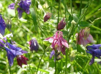 Dark pink and purple violet blooming flowers of aquilegia or columbine on green background.