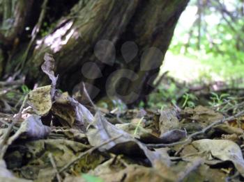 Dead leaves of walnut tree juglans regia on ground under old tree close up.