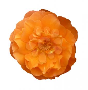 Orange rose flower isolated on white background.