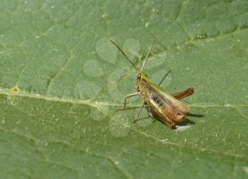 Close up closeup macro detail of green grasshopper on leaf.