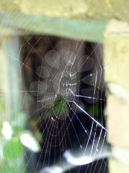 Close up macro detail of shining spider web.