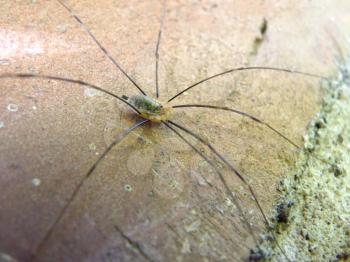 Close up macro detail of harvestman spider on brick wall.