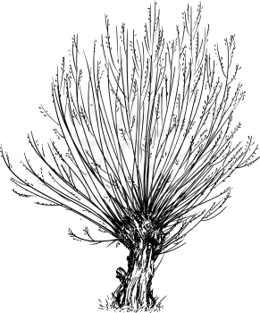 Cartoon vector doodle drawing illustration of broadleaved or deciduous willow or sallow at spring. Tree trimmed for basketry or wicker.