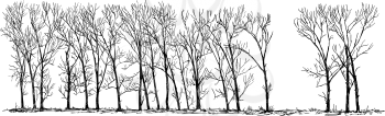 Cartoon vector doodle drawing illustration of group or alley of broadleaved or deciduous poplar tree on the far horizon in winter.