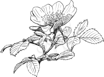 Vector artistic pen and ink hand drawing of wild rose branch with blooming flower.