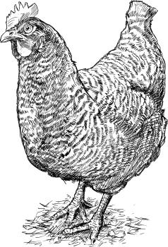 Vector artistic pen and ink hand drawing of speckled black and white hen or chicken