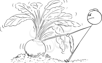 Vector cartoon stick figure drawing conceptual illustration of farmer or gardener trying to pull out giant or big beet.